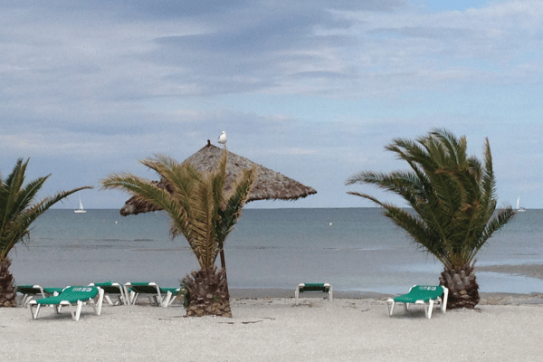 Palmen am Ostseestrand in Dänemark im Wind