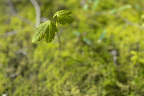 Ein zartes Pflänzchen: So beginnt jeder Baum. Doch Wachstum von innen her steckt allen Lebewesen in den Genen!