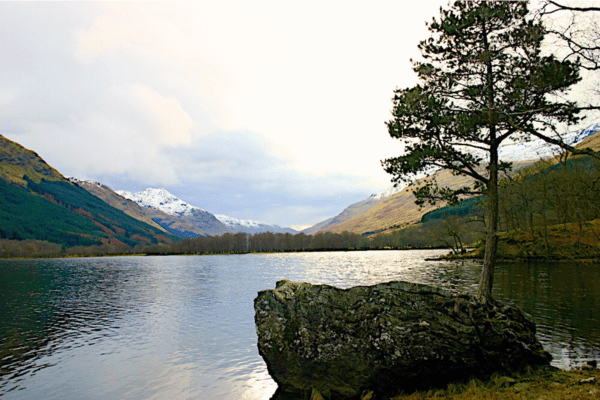 Baum wurzelt direkt auf Fels im See